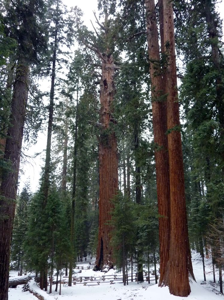 Sequoia parc(32).JPG